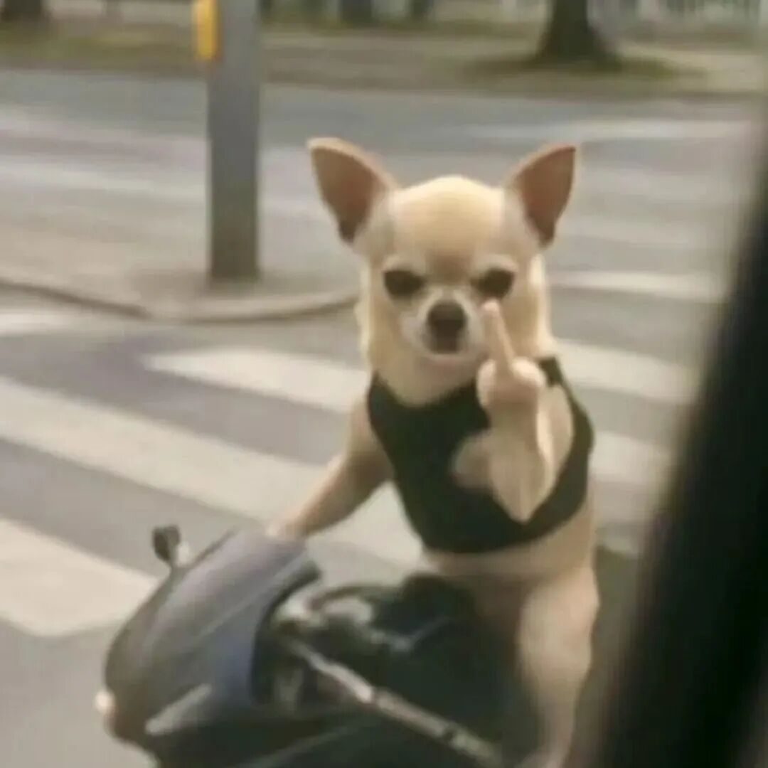 吉娃娃骑摩托竖中指,嚣张挑衅超欠揍 实用抽象表情包Meme GIF - MemeVerse, Never Lose a Meme Battle ...