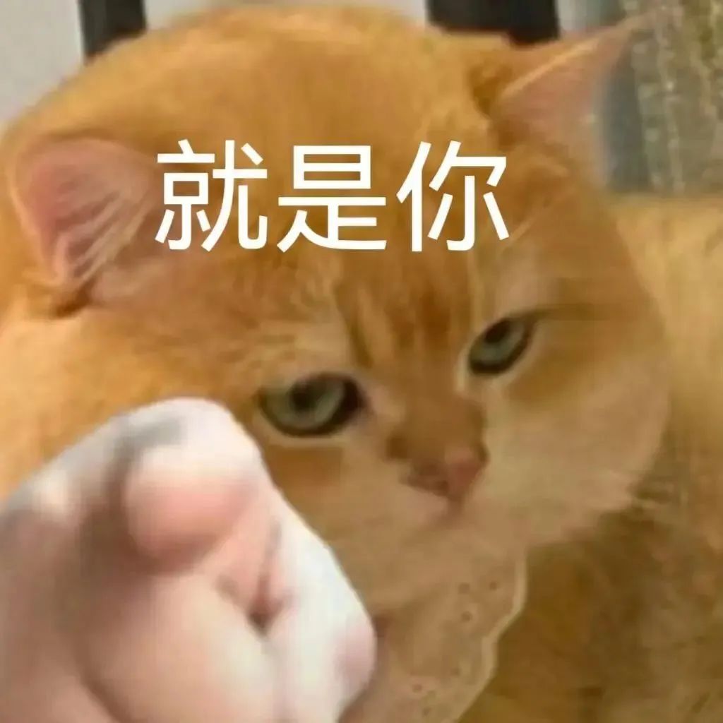 橘猫配文“就是你”，眼神专注确认目标 表情包｜摸着你良心说话表情包图片gif动图 - 求表情网,斗图从此不求人!