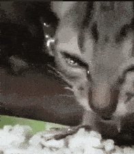 橘猫配文“就是你”，眼神专注确认目标 表情包｜摸着你良心说话表情包图片gif动图 - 求表情网,斗图从此不求人!