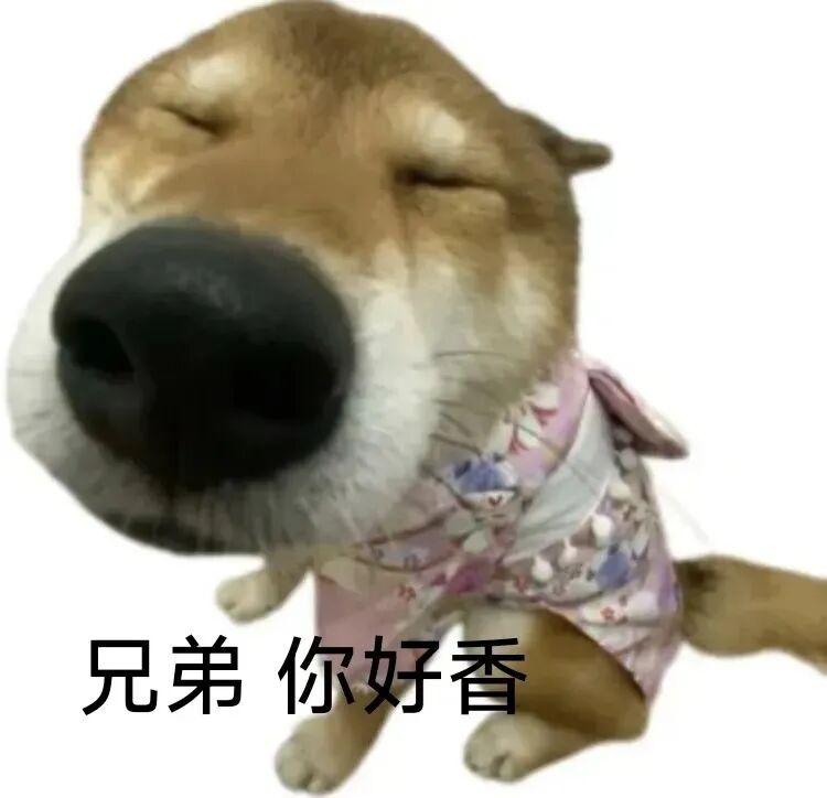 柴犬闭眼嗅闻,笑称“兄弟你好香”表情包 表情包|学哥呼吸暗恋哥?表情包图片gif动图 - 求表情网,斗图从此不求人!