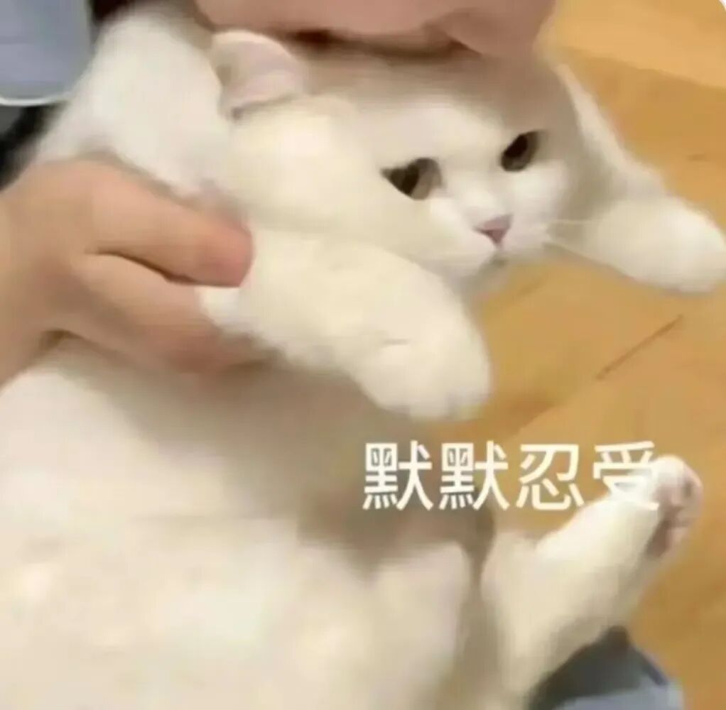 小白猫被摆弄,眼神无奈,配“默默忍受”尽显委屈 表情包:穷ber表情包图片gif动图 - 求表情网,斗图从此不求人!