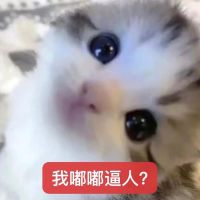 小奶猫嘟嘴委屈反问:我嘟嘟逼人? 表情包:咪咪心里痛表情包图片gif动图 - 求表情网,斗图从此不求人!