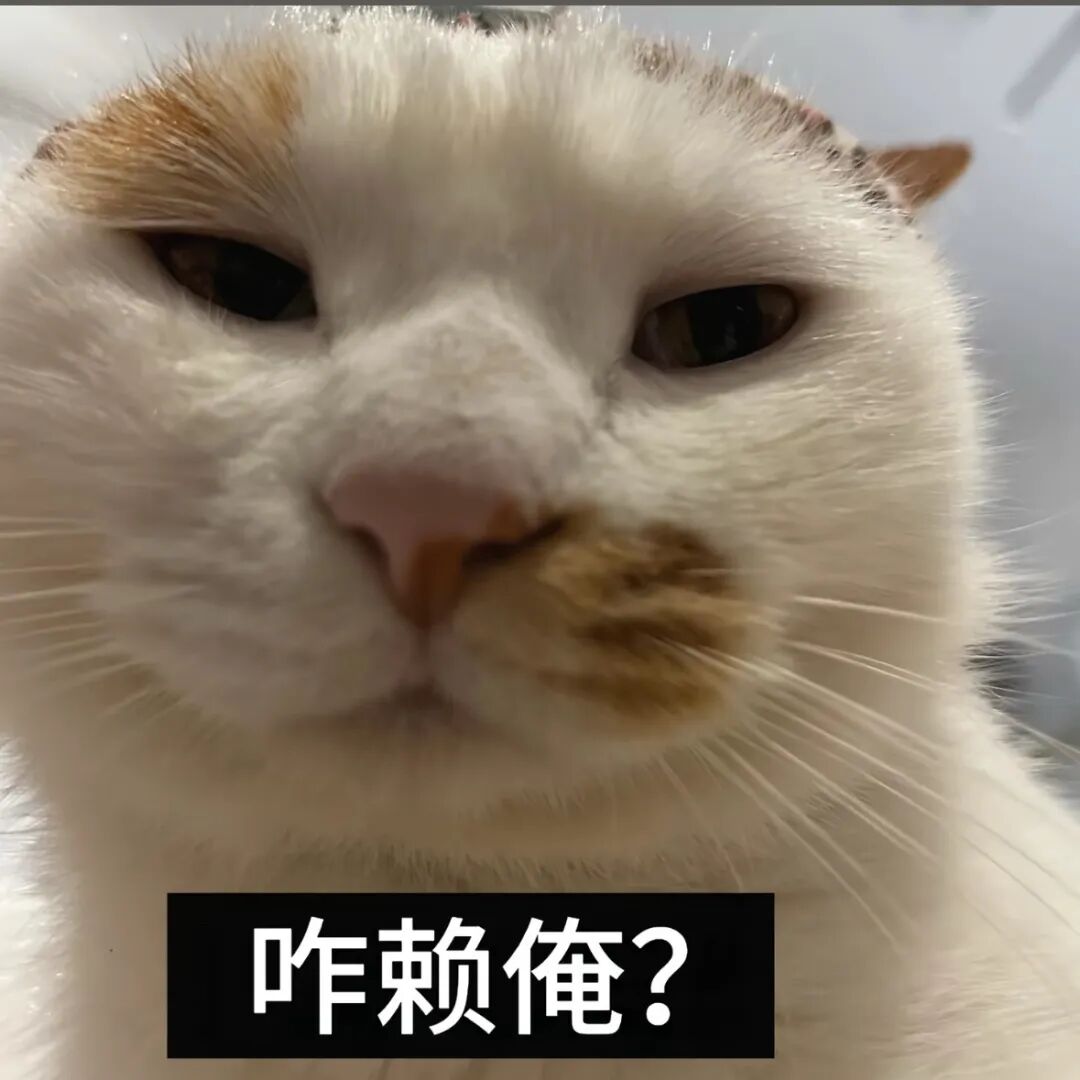 白橘猫疑惑质问:咋赖俺? 委屈又无辜 表情包|泥亲不亲窝Sticker GIF - Seeking an emoji network, no ...