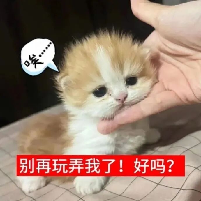 委屈小奶猫叹气哀求:别再玩弄我了好吗? 低脂小猫咪表情包 Sticker GIF - Seeking an emoji network, no ...