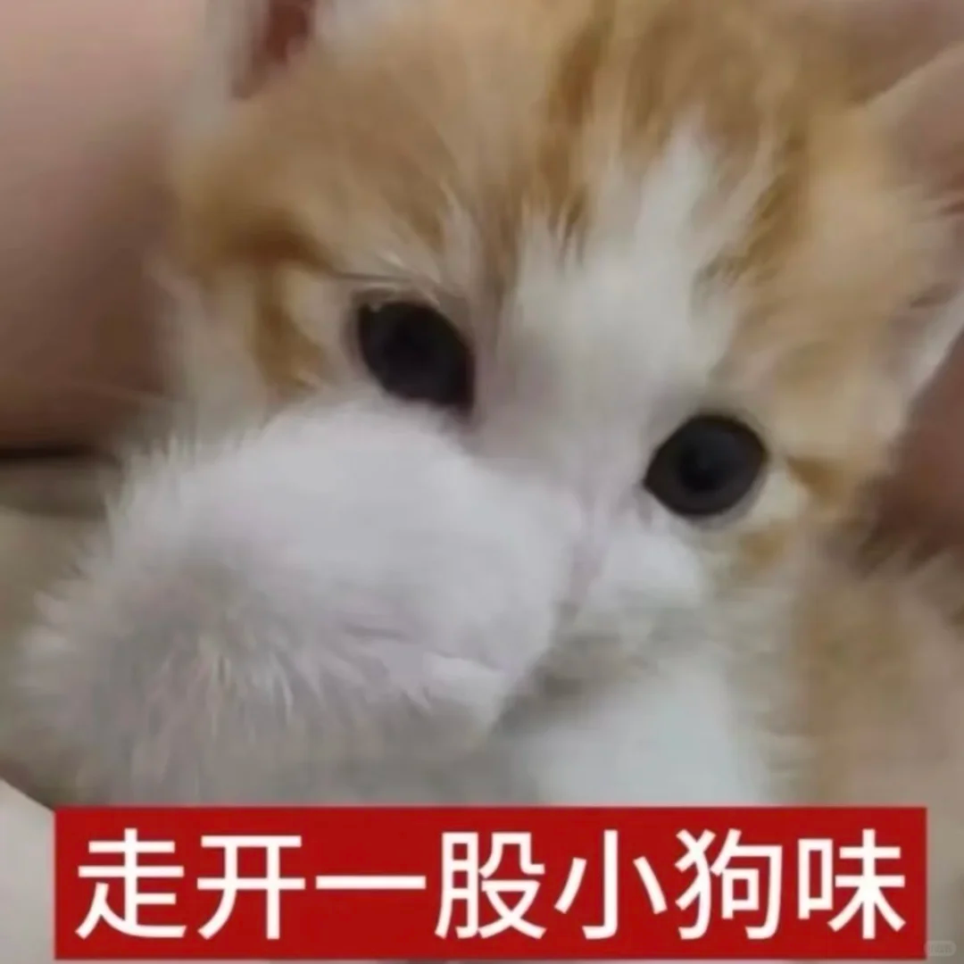 橘白小猫嫌弃皱眉:走开,一股小狗味 𝐒𝐡𝐚𝐫𝐞''邪恶低脂小猫表情包2026合集|苹什么|我没招了Sticker GIF - Seeking ...