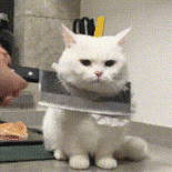 刀架白猫脖子上,它居然一脸淡定! 表情包|真要好好调教你了Sticker GIF - Seeking an emoji network, no ...