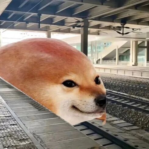 巨型柴犬头现身火车站铁轨旁,魔性微笑超吸睛 表情包:牛逼克拉斯Meme GIF - MemeVerse, Never Lose a Meme ...