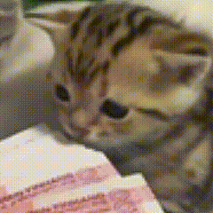 小奶猫紧盯钞票，眼神专注萌态尽显 大耳朵小年小奶猫橘猫不服就受着呗文字聊天图片表情包合集（199张）表情包图片gif动图 - 求表情网,斗图 ...