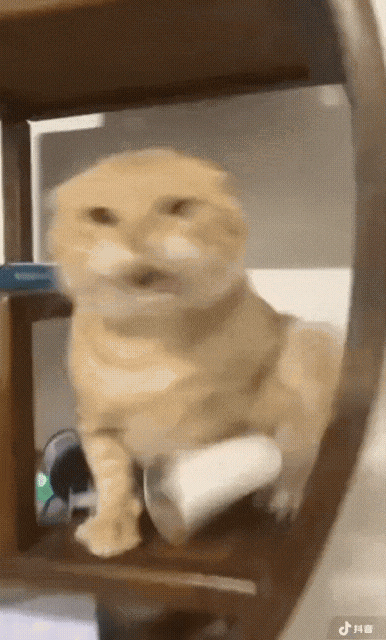 模糊橘猫坐架上，一脸惊讶超呆萌 圆头耄耋猫meme哈基米图片动图gif动态表情包合集（70张）表情包图片gif动图 - 求表情网,斗图从此不求人!