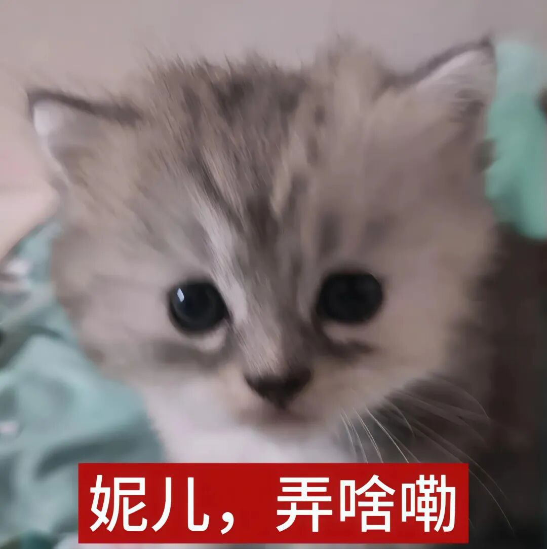 呆萌小猫方言问“妮儿,弄啥嘞”,可爱又俏皮 低脂小猫表情包88张「直存」Sticker GIF - Seeking an emoji ...