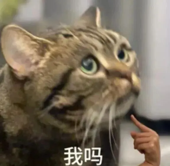 手指指向猫咪,配文“我吗”,猫咪疑惑被询问的可爱模样 表情包:听不懂就装傻充愣表情包图片gif动图 - 求表情网,斗图从此不求人!