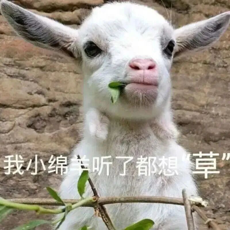侃爷梗图表情包图片 - 求表情网,斗图从此不求人!
