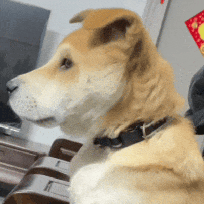 黄白狗狗戴黑项圈，侧脸专注望前方 奇奇怪怪的表情包表情包图片gif动图 - 求表情网,斗图从此不求人!