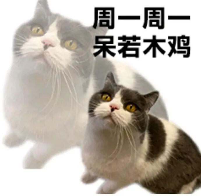 周一周一,猫咪呆若木鸡,周一倦怠感拉满 打工人能用到的周一表情包表情包图片gif动图 - 求表情网,斗图从此不求人!