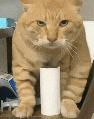 橘猫严肃护纸筒，眼神专注超认真 圆头耄耋猫meme抽象图片动图gif动态表情包合集（47张）表情包图片gif动图 - 求表情网,斗图从此不求人!