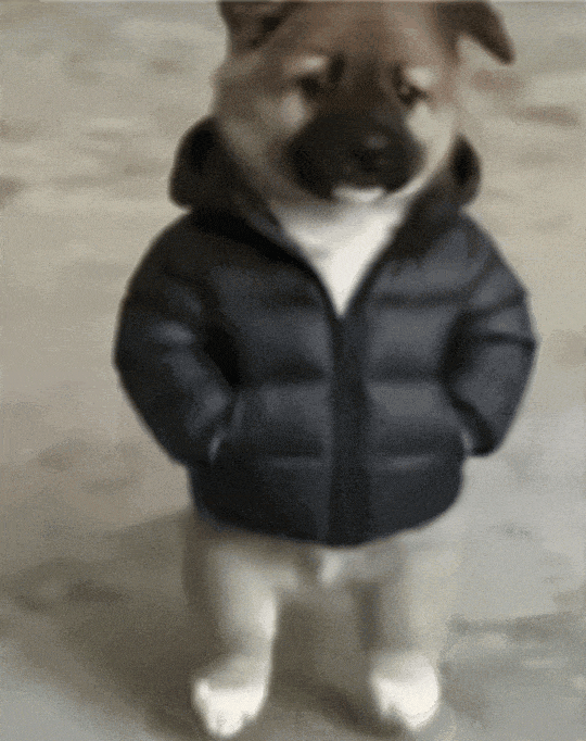 小狗穿羽绒服插兜,酷拽拟人姿态超可爱 表情包:别闹了兄弟Meme GIF - MemeVerse, Never Lose a Meme ...