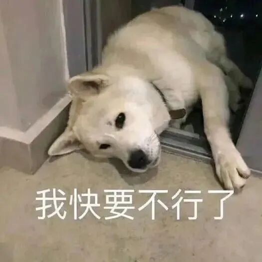 白狗瘫地配文“我快要不行了”,尽显虚弱疲惫 表情包|老天奶 咋这样对我表情包图片gif动图 - 求表情网,斗图从此不求人!