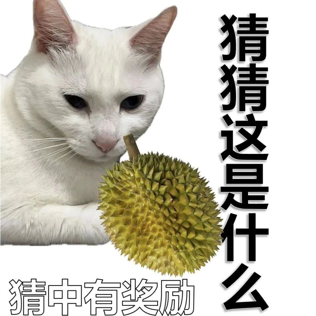 猫meme表情包猜猜是什么水果《猫咪与榴莲的趣味互动，猜猜这是什么，猜中有奖励哦》表情包图片gif动图- 求表情网,斗图从此不求人!