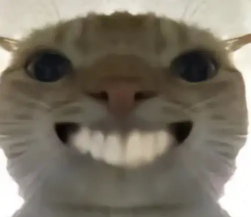 可爱猫咪咧嘴大笑,表情滑稽超治愈的萌系表情包表情包图片gif动图 - 求表情网,斗图从此不求人!