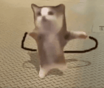 可爱猫咪像武林高手般伸臂,动作搞怪超有趣表情包图片gif动图 - 求表情网,斗图从此不求人!