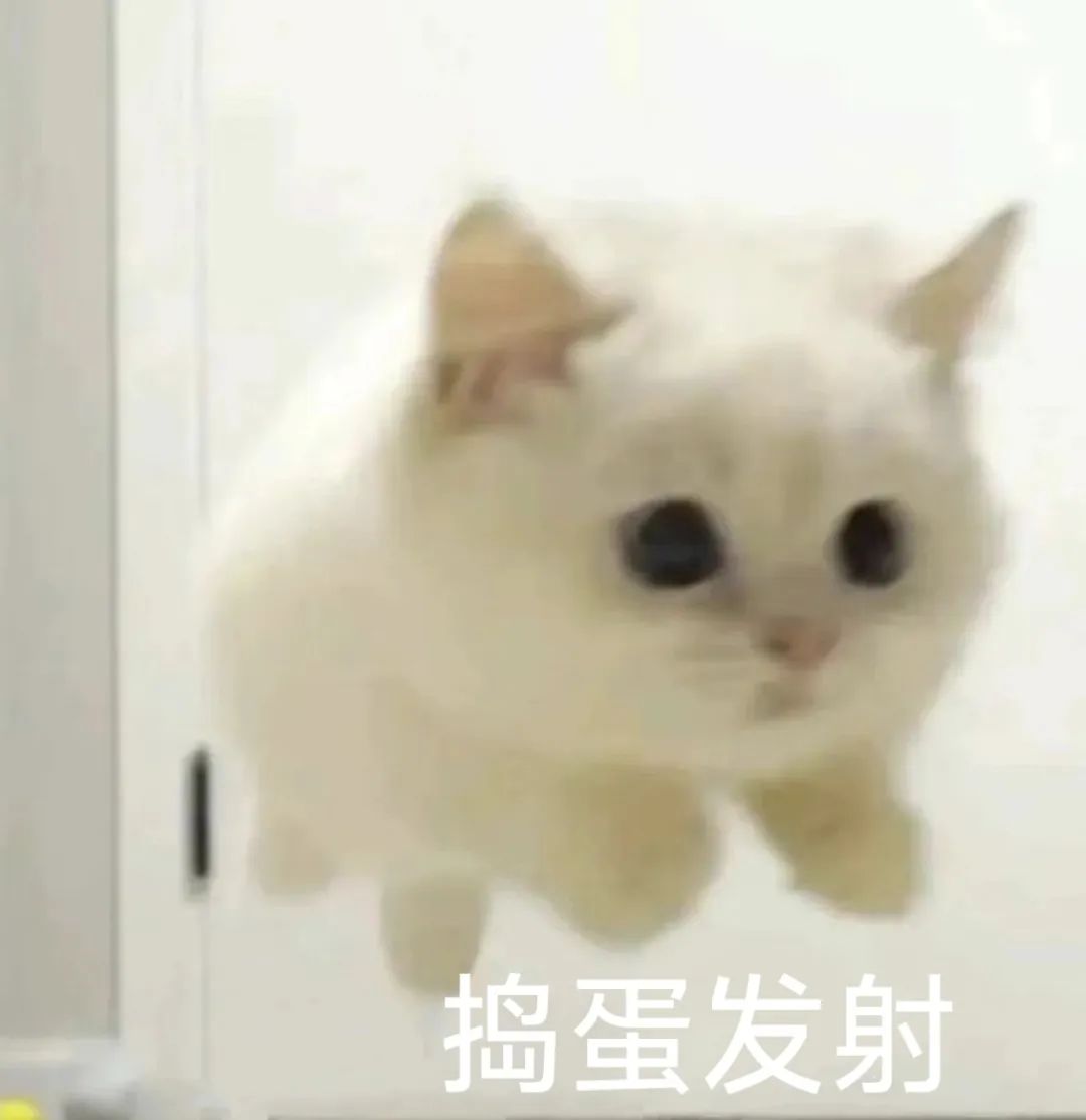 猫meme 你回来啦 可爱表情包 可爱白猫一脸呆萌,下方配文“捣蛋发射”,萌趣十足的表情包表情包图片gif动图 - 求表情网,斗图从此不求人!