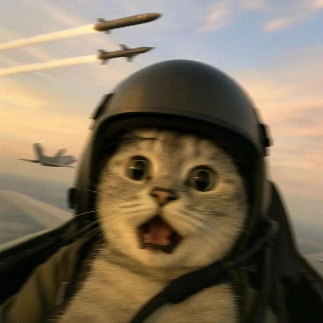 哈基米耄耋猫申请出战表情包相关表情包表情包专辑 求表情网斗图从此不求人 