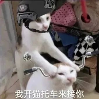 小猫咪驾到统统闪开 表情包合集 两只猫咪演绎“我开猫摩托车来接你”,画面超有趣表情包图片gif动图 - 求表情网,斗图从此不求人!