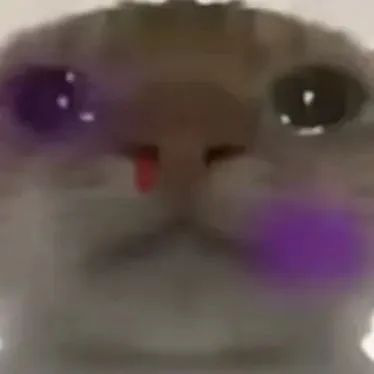 再也不缺三角洲猫meme表情包了 可爱猫咪吐舌卖萌,脸颊带紫超萌超可爱表情包图片gif动图 - 求表情网,斗图从此不求人!