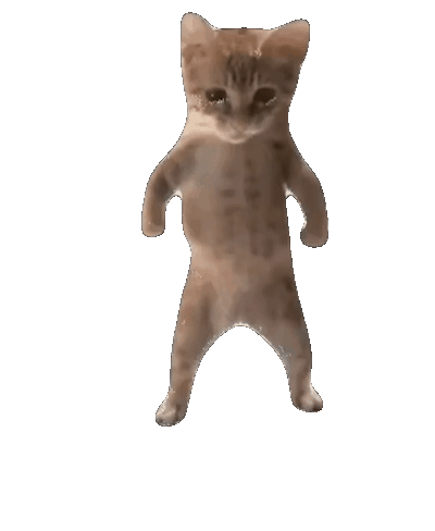 抖音超火的惊讶猫meme动态表情包 直立行走的小猫，呆萌可爱超有趣的萌宠表情包表情包图片gif动图 - 求表情网,斗图从此不求人!