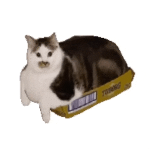 抖音超火的猫meme合集 胖猫卡进三角巧克力包装，一脸呆萌可爱表情包图片gif动图 - 求表情网,斗图从此不求人!