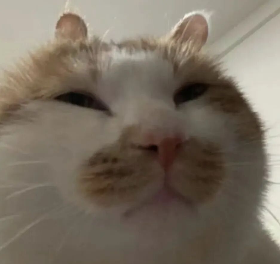 好用的可爱抽象猫meme表情包合集 大脸橘白喵眯眼傲娇,怼脸卖萌超可爱表情包图片gif动图 - 求表情网,斗图从此不求人!