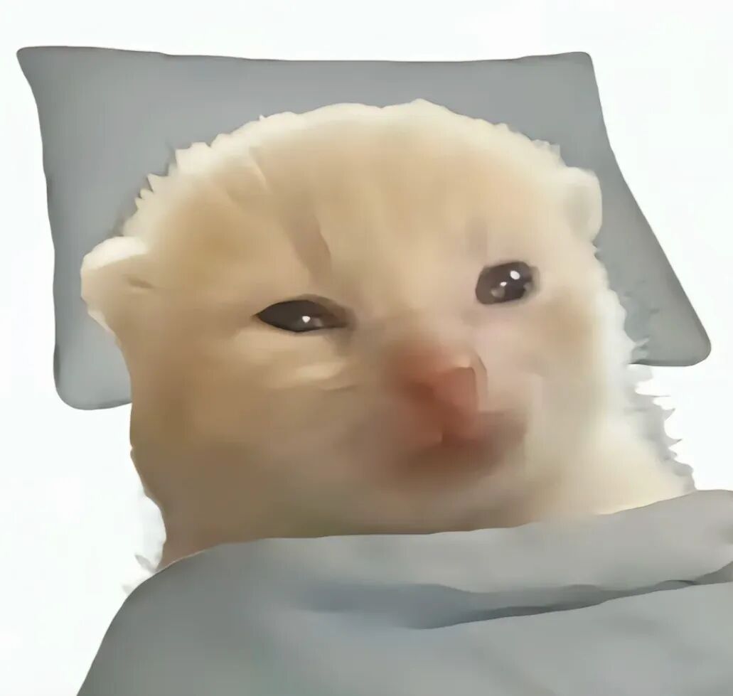好用的可爱抽象猫meme表情包合集 盖被卧床的毛绒小猫,眯眼搞怪神态俏皮表情包图片gif动图 - 求表情网,斗图从此不求人!