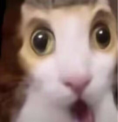 好用的可爱抽象猫meme表情包合集 猫咪瞪大眼睛嘴巴张开,震惊模样超夸张表情包图片gif动图 - 求表情网,斗图从此不求人!